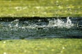 Drops of water in a source with phytoplankton