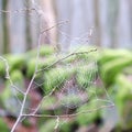 Drops of water on a spider`s web Royalty Free Stock Photo