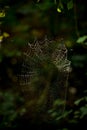 Drops of water on the spider web Royalty Free Stock Photo