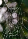 Drops of water on the spider web. The morning dew. Beads. Royalty Free Stock Photo