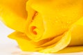 yellow rose flower in white background. Royalty Free Stock Photo