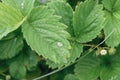 Drops of water on strawberry leaves after rain in the garden closeup Royalty Free Stock Photo