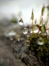 Raindrops on the moss spores.