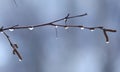 Drops of water on a tree branch Royalty Free Stock Photo