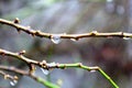 Drops of water on the tree branch Royalty Free Stock Photo