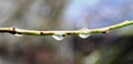 Drops of water on the tree branch Royalty Free Stock Photo