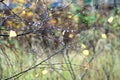 Drops of water on tree branches in autumn countryside Royalty Free Stock Photo