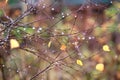 Drops of water on tree branches in autumn countryside Royalty Free Stock Photo