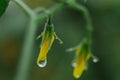 Drops of water on vegetables close-up. after the rain. dew on plants in a greenhouse. proper nutrition. veganism, farming, home-