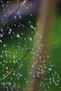 Drops of water, waters splash with grass, bamboo background