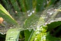 Drops of water on the web