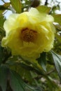 Water droplets on a yellow peony Royalty Free Stock Photo