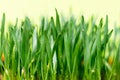 Drops of water on the young wheat