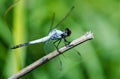 Dropwing dragonfly on dry stick Royalty Free Stock Photo
