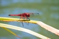 Dropwing dragonfly