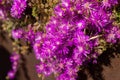 It is a plant that grows on the ground with small, stubby, light green, fleshy leaves Royalty Free Stock Photo