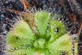 Drosera