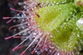 Drosera Royalty Free Stock Photo