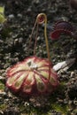 Drosera admirabilis or floating sundew with flower stem unwinding