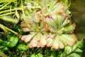 Drosera aliciae, the Alice sundew, is a carnivorous plant in the family Droseraceae. It is native to the Cape Provinces of South Royalty Free Stock Photo