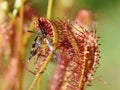 Drosera anglica great sundew plant with insect