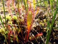 Drosera anglica Royalty Free Stock Photo