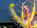Drosera binata, sundew - carnivorous plant Royalty Free Stock Photo