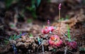 Drosera burmannii, the tropical sundew @Phu Pha Thoep National Park