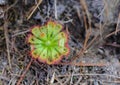 Sundew Drosera burmannii Vahl