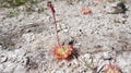 Drosera burmannii Vahl