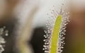 Drosera Capensis alba close-up view. Royalty Free Stock Photo