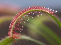 Drosera capensis, Cape Sundew,an insectivorous plant Royalty Free Stock Photo