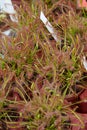 Drosera capensis or Cape sundew plants in nursery Royalty Free Stock Photo