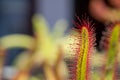 Leaf of Capensis Sundew. Insect-eating carnivorous plant Royalty Free Stock Photo