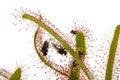 Drosera capensis in the detail, carnivorous plant with fly isolated on white Royalty Free Stock Photo