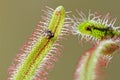 Drosera capensis eating a bug Royalty Free Stock Photo