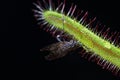 Drosera capensis eating a fly Royalty Free Stock Photo