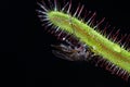 Drosera capensis eating a fly Royalty Free Stock Photo