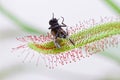 Drosera capensis eating a fly