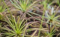 Drosera capensis known as the Cape sundew