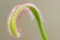 Drosera capensis leaf Royalty Free Stock Photo