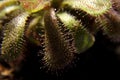 Drosera capensis, sundew plant on background