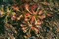 Drosera capillaris. the pink sundew. carnivorous plant Royalty Free Stock Photo