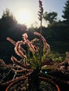 Drosera Royalty Free Stock Photo