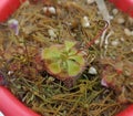 Drosera, carnivorous plant with its leaves with glue waiting for an insect to stick. Royalty Free Stock Photo