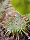 Drosera carnivorous Plant with trichomes