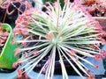 Drosera derbyensis carnivorous plant from Western Australia