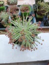 Drosera derbyensis