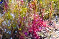 Drosera indica beautiful and bokeh