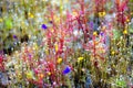 Drosera indica beautiful on wet blackground